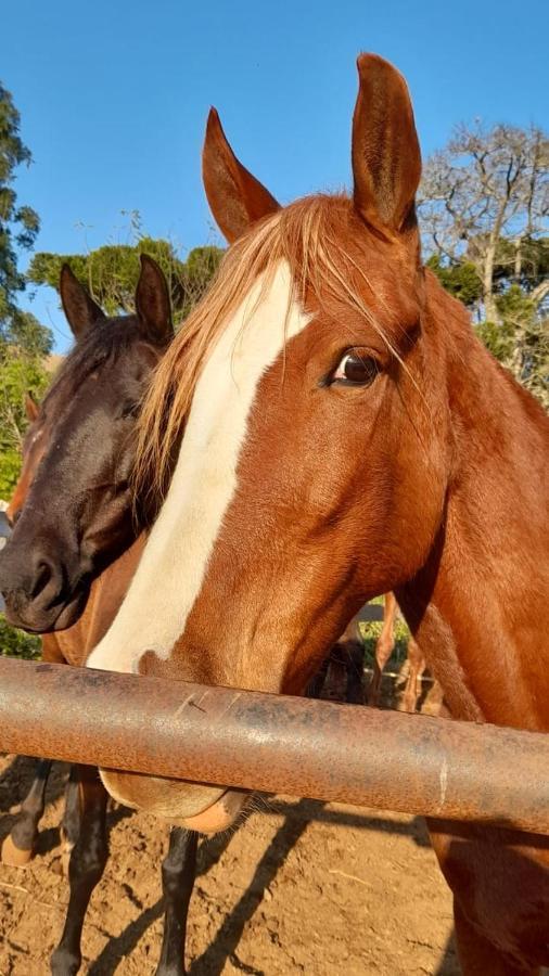 Refugio Horse Villa Santo Antônio do Pinhal Екстериор снимка