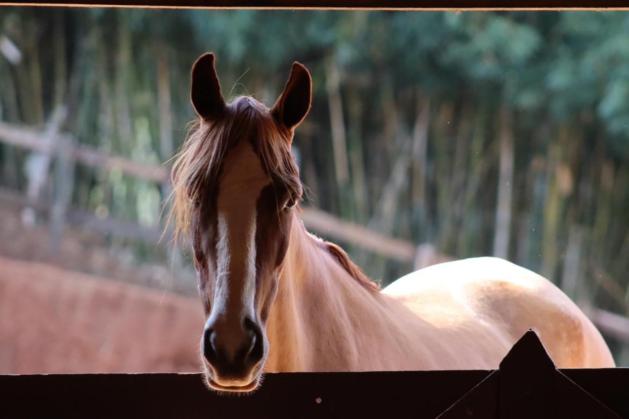 Refugio Horse Villa Santo Antônio do Pinhal Стая снимка