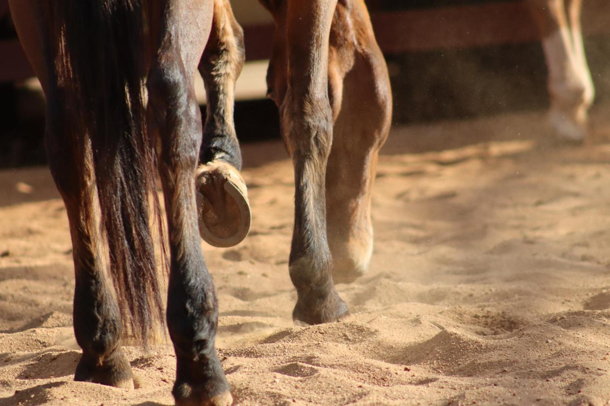 Refugio Horse Villa Santo Antônio do Pinhal Стая снимка