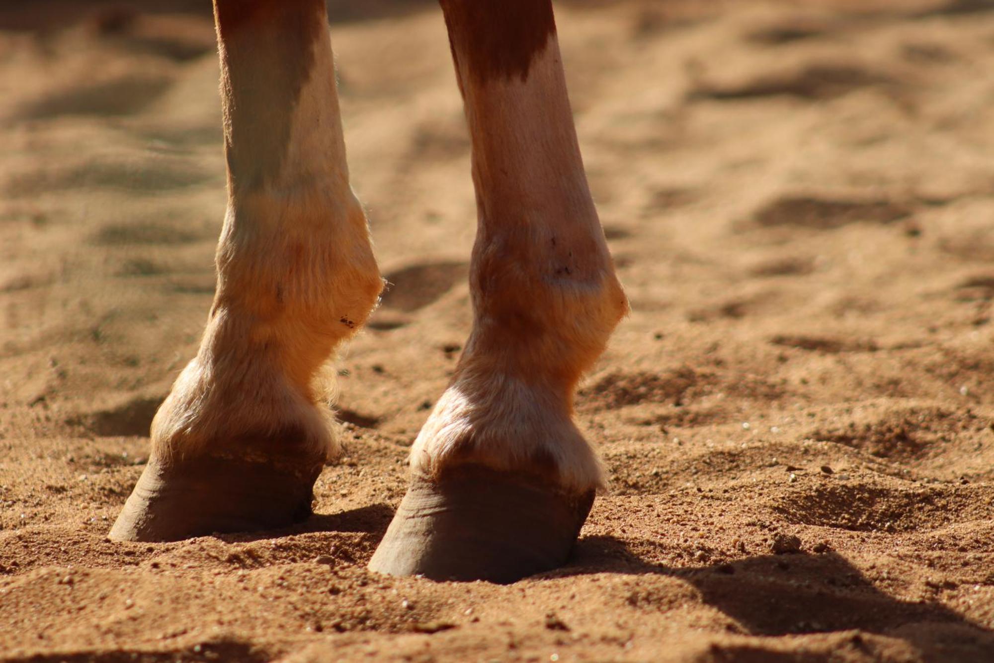 Refugio Horse Villa Santo Antônio do Pinhal Стая снимка